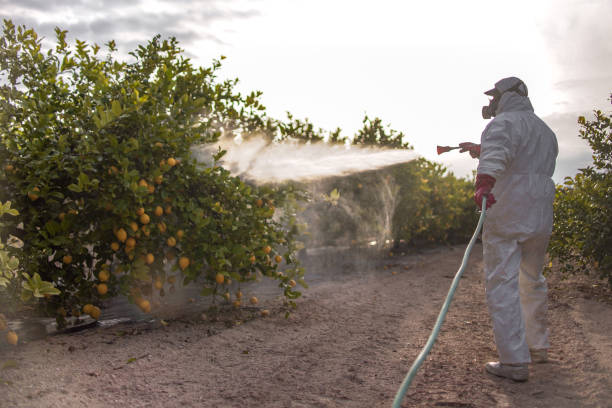 Best Termite Control Services  in Berwyn, IL